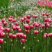 flowers, tulips, beautiful flowers-2703.jpg